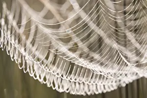 Dewy Spider Web Drucke: Spider web with dew drops