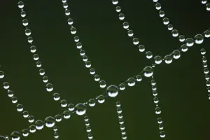Close Up Spider Web Drucke: Spider web with dew drops