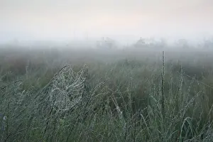 Dew Drops On Spider Web Drucke: Spider web with dew drops in tall grass