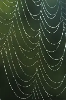 Water Droplets On Spider Web Drucke: Spider web with dewdrops