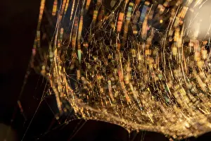 Atmospheric Evening Light Norway Drucke: Spider web in the evening light, Norway