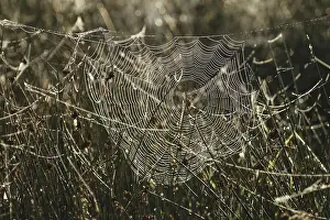 Deserted Grass Landscape Drucke: Spider web, grass, backlight, morning dew