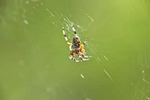 Spinnender auf der Web über grüner Hintergrund.