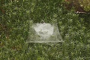 New World Deer Habitat Drucke: Spider web in moss