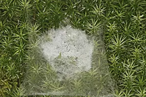 New World Deer Habitat Drucke: Spider web in moss