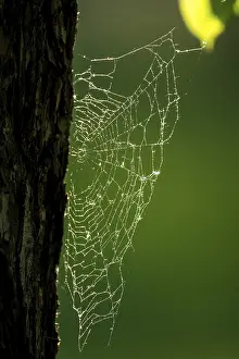 Backlit Spider Web Drucke: Spider web on oak trunk in backlight