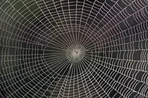 Arthropods In The Wild Drucke: Spider web with rope