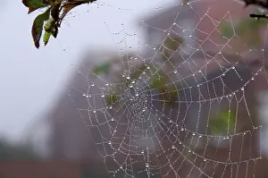 Spider Web Drucke: Spider web, spider silk, drops