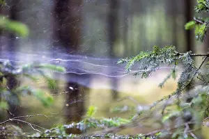 Empty Forest Landscape Drucke: Spider web stretched between spruce branches