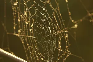 Central Europe Deserted Scene Drucke: Spider web, summer evening, Germany