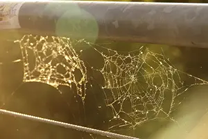 European Deserted Landscape Drucke: Spider web, summer evening, Germany