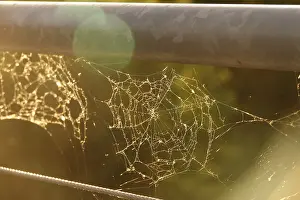Central Europe Deserted Landscape Drucke: Spider web, summer evening, Germany