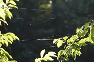 Summer In Germany Drucke: Spider web, summer, Germany