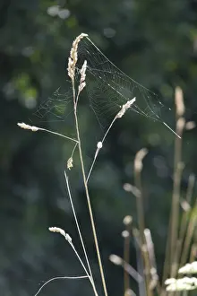 Summer In Germany Drucke: Spider web, summer, Germany