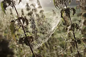 Spider Web Close Up Drucke: Spider web, threads, construction