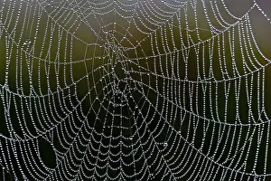 Water Droplets On Spider Web Drucke: Spider web with water droplets