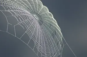 Deserted Spider Web Drucke: Spiders web catches the light