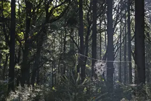 Central Europe Deciduous Trees Drucke: Spider's web in common beech (Fagus sylvatica)