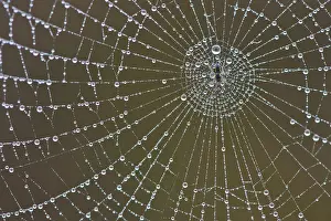 Macro Spider Web Drucke: Spider's web with dew drops