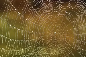 Backlit Spider Web Drucke: Spider's web with dew drops
