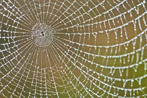 Water Droplets On Spider Web Drucke: Spider's web with dew drops