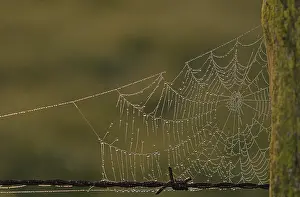 Backlit Spider Web Drucke: Spider's web with dew drops