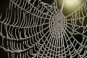 Dewy Spider Web Drucke: Spider's web with dew against the light Spider's web with dew against the light