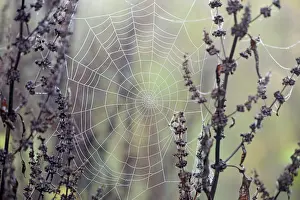 Moselle River Germany Drucke: Spider's web with dewdrops