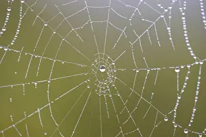 Drucke von Spinnennetz mit Tau, Mosel, Rheinland-Pfalz, Deutschland Spinnennetz mit Tau, Mosel, Rheinland-Pfalz, Deutschland Tautropfen-Spinne Drucke: Spinne-netz mit Tauperlen.