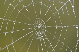 Moselle River Germany Drucke: Spider's web with dewdrops
