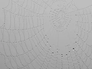 Bilder Datiert 31. Mai 2024: Spinnennetz mit Tauperlern.