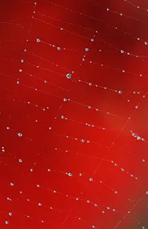 Drucke von Spinnennetz mit Tau, Nordrhein-Westfalen, Deutschland Spinnennetz mit Tau, Nordrhein-Westfalen, Deutschland Netzspinne Drucke: Spinnennetz mit Tauperlen.