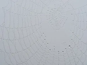 Bilder Datiert 31. Mai 2024: Spinne-Netz mit Tau.
