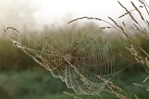 Backlit Spider Web Drucke: Spider's web with dewdrops on a blade of grass against the light