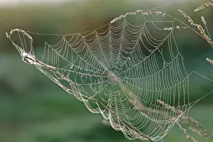 Saxony Anhalt Landscape Drucke: Spider's web with dewdrops on a blade of grass against the light