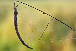 German Nature Park Drucke: Spider's web with dewdrops on a blade of grass against the light