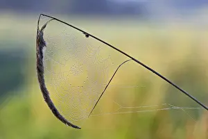 Saxony Anhalt Nature Reserve Drucke: Spider's web with dewdrops on a blade of grass against the light