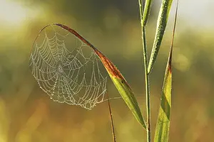 Close Up Spider Web Drucke: Spider's web in the morning dew