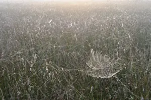 Backlit Spider Web Drucke: Spiderweb in the bog