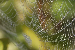 Morning Dew Europe Drucke: Spiderweb covered with dew drops
