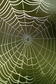 Autumn Mood Nature Scene Drucke: Spiderweb with water drops