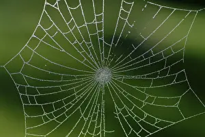 Autumn Mood Nature Scene Drucke: Spiderweb with water drops