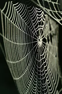 Water Drop On Spider Web Drucke: Spiderweb with water drops