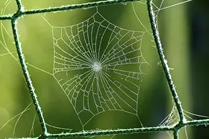 Water Drop On Spider Web Drucke: Spiderweb with water drops