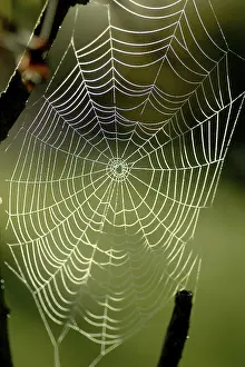 Water Drop On Spider Web Drucke: Spiderweb with water drops