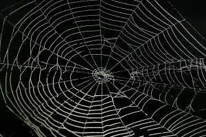 Open Air Waterfront Scene Drucke: Spiderweb with water drops