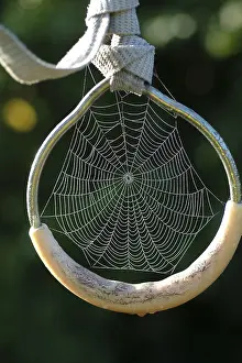 Water Drop On Spider Web Drucke: Spiderweb with water drops