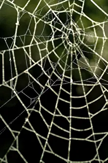 Water Drop On Spider Web Drucke: Spiderweb with water drops