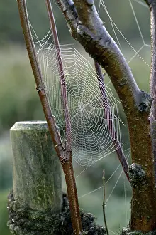 Hoarfrost Spider Figure Drucke: Spiderweb with water drops