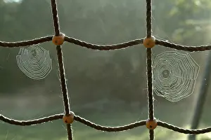Drucke von Spinnennetz mit Tropfen Netzspinne Drucke: Spinnennetz mit Tropfen Wasser.